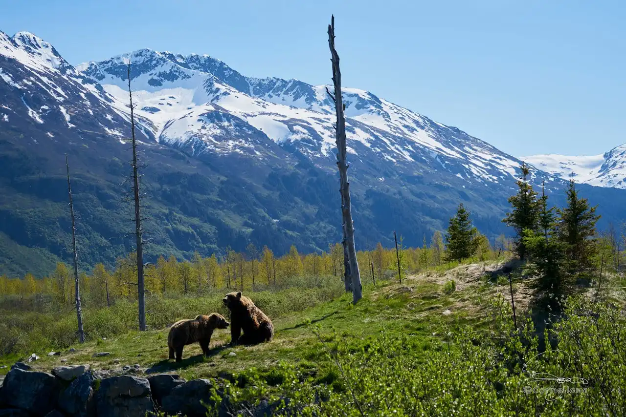 Alaska: Ground Zero for the Climate Crisis