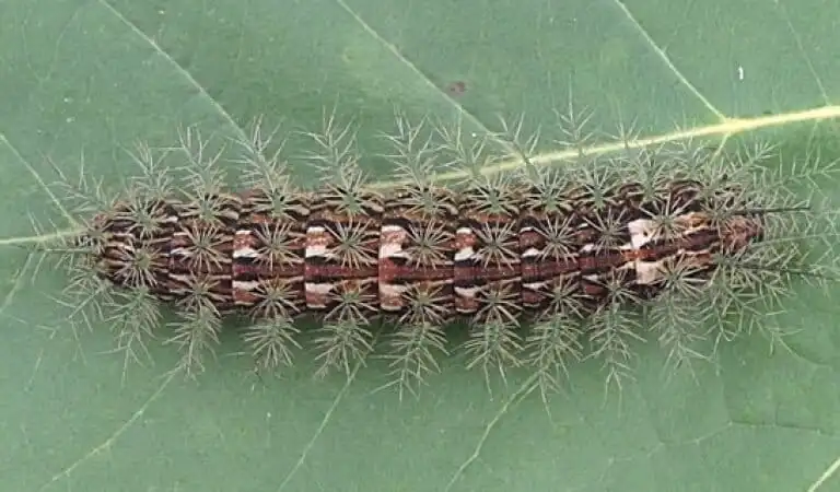 Fakta Lonomia Obliqua Ulat Paling Beracun Pemicu Pendarahan Fatal