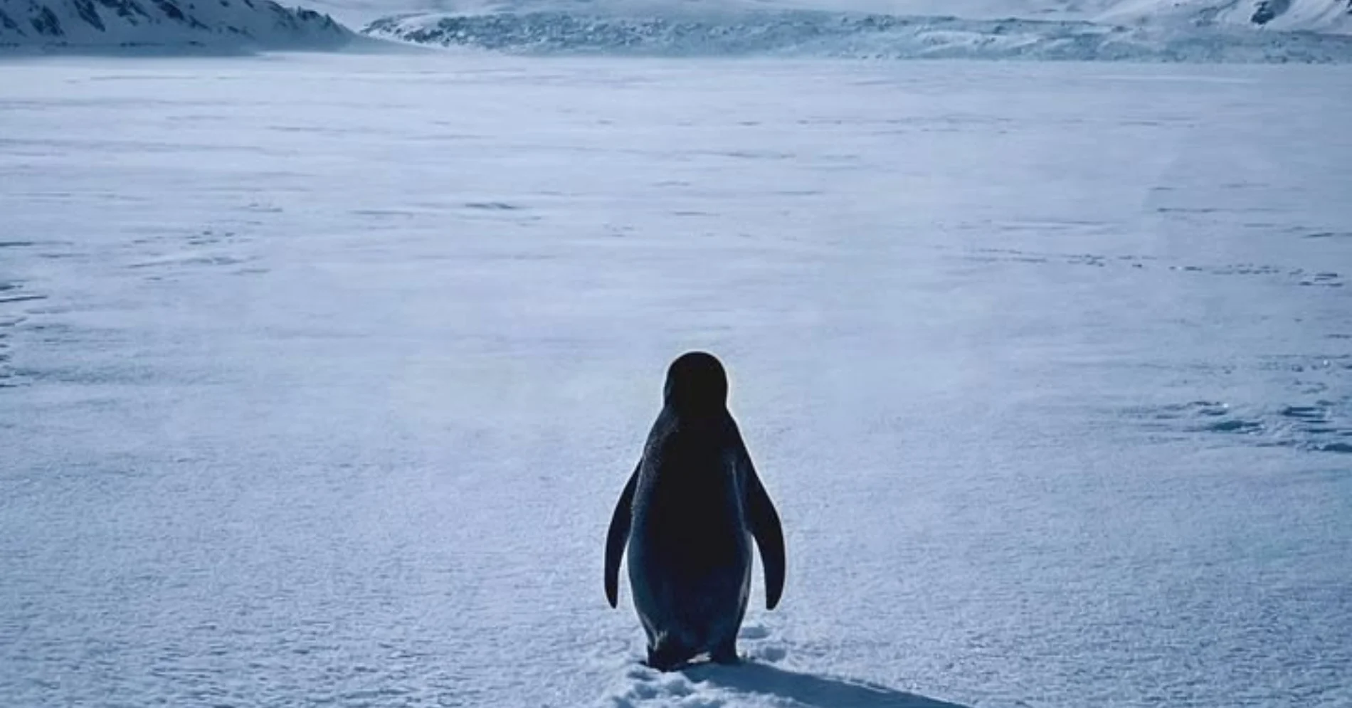 Meme Nihilist Penguin yang Viral di TikTok dan Alasan Mengapa Generasi Z Sangat Menyukainya