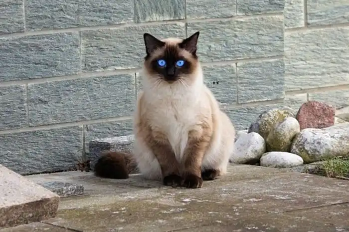 Ternyata Ini Deretan Ras Kucing yang Terbentuk Murni karena Seleksi Alam