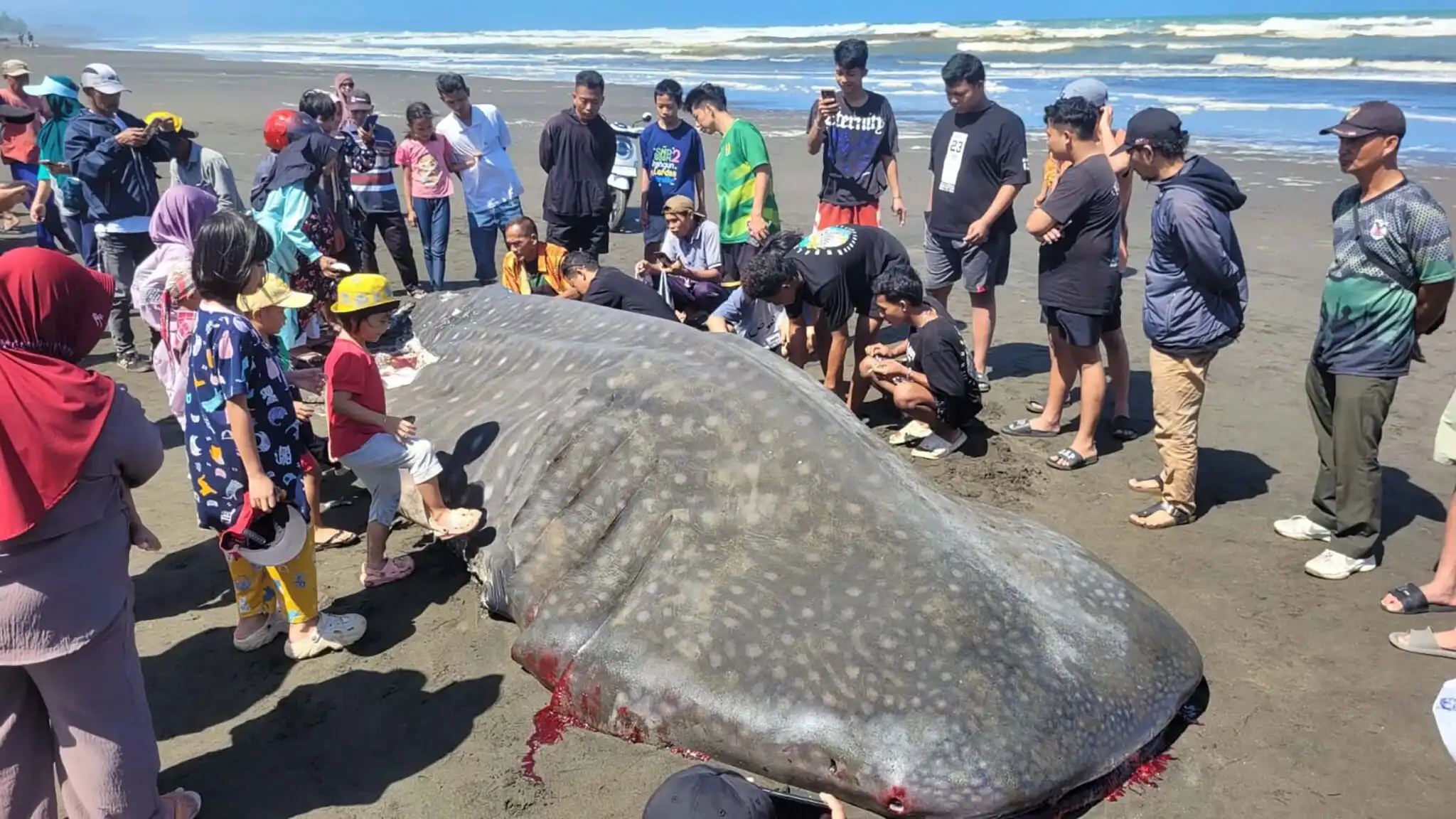 Misteri Penyebab Hiu Paus Sering Terdampar di Laut Selatan