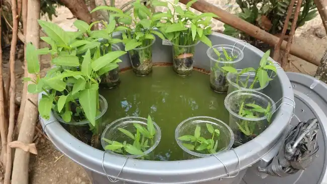 Panduan Lengkap Cara Membuat Kolam Lele dari Ember Solusi Cerdas Lahan Sempit