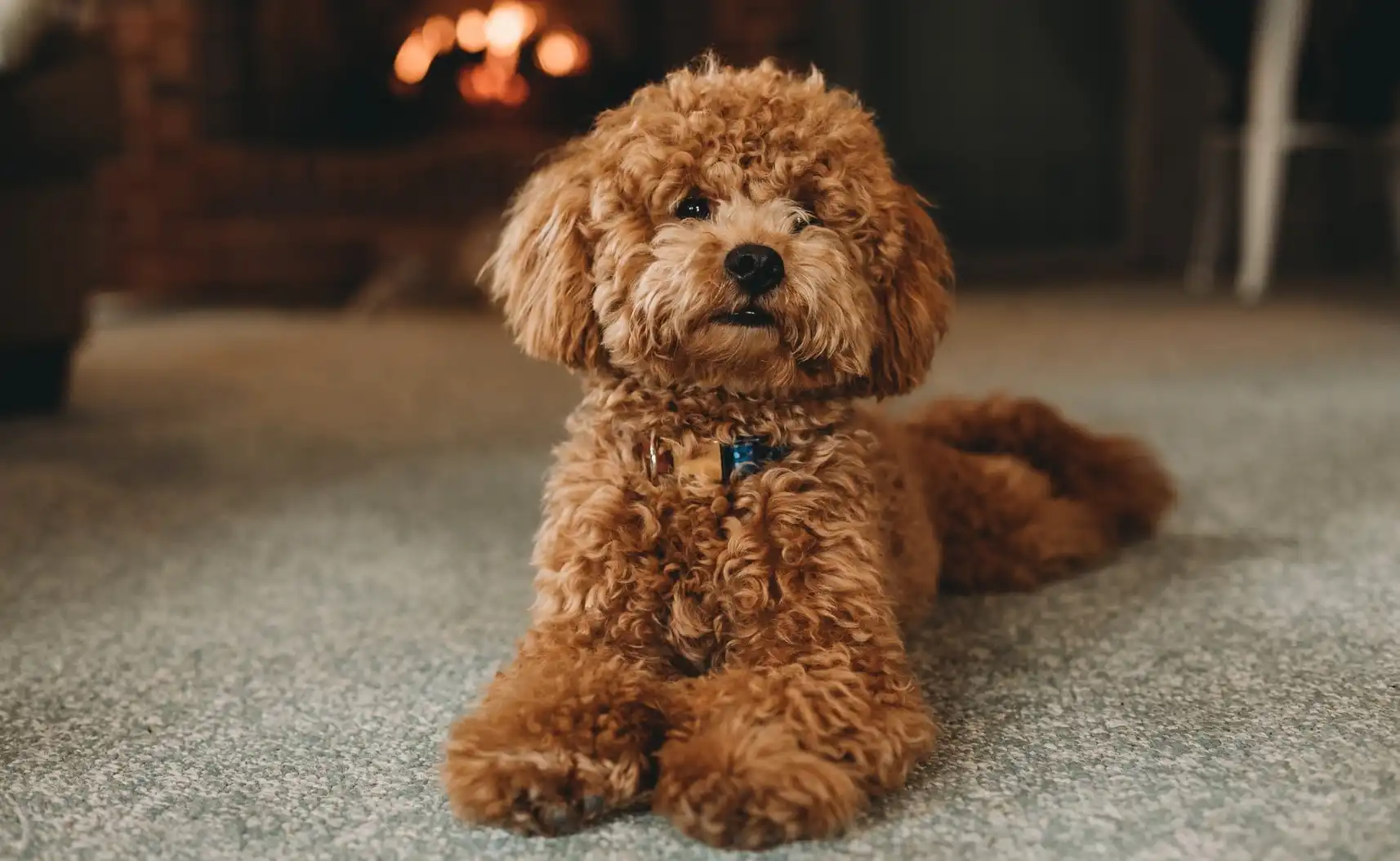 Manfaat Luar Biasa Kawasan Tanpa Rokok Bagi Kesehatan Hewan Peliharaan