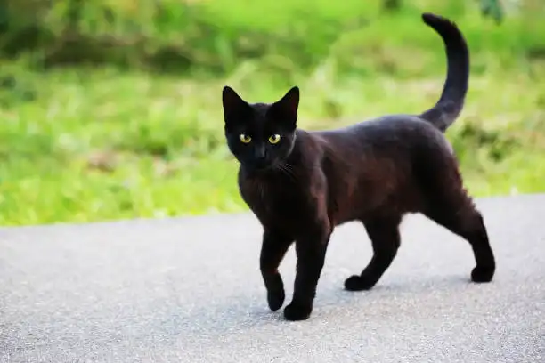 Ketemu Kucing Hitam Saat Berkendara? Simak Fakta dan Mitosnya