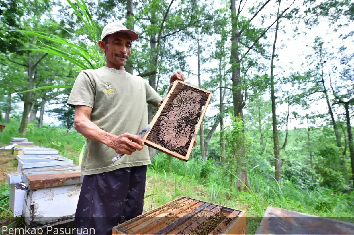 Mengintip Rahasia Cuan Madu Randu Desa Welulang Sekali Panen 5 Kuintal