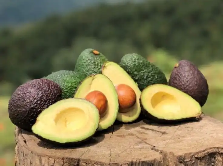 Bukan Mitos! Senyawa Unik dalam Alpukat Terbukti Ampuh Tangkal Diabetes Tipe 2