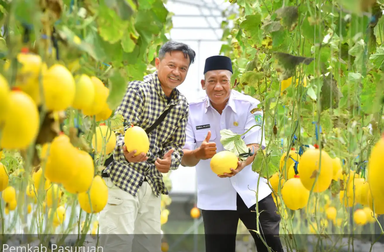 Sensasi Manis Memetik Melon Golden Kinanti Langsung dari Pohonnya di Pandaan
