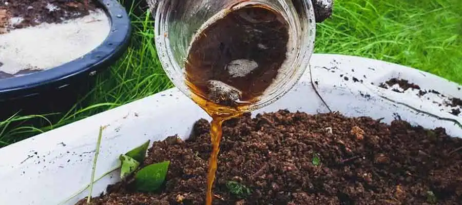 Pupuk Gratis dari Dapur! Cara Membuat POC Tanpa Bau untuk Tanaman Indoor