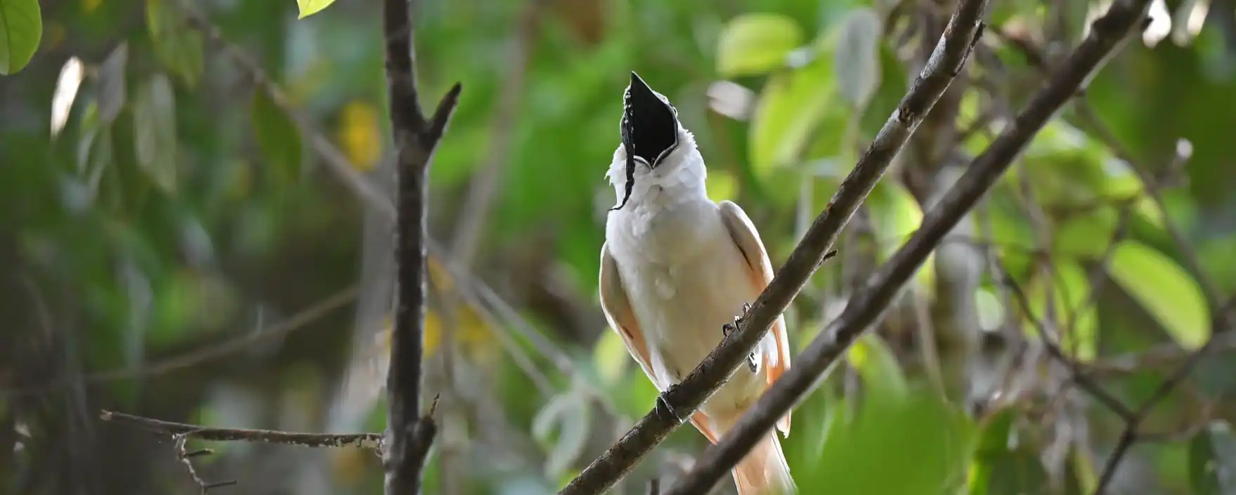 Burung Lonceng Putih Si Pemilik Suara Terkeras di Dunia