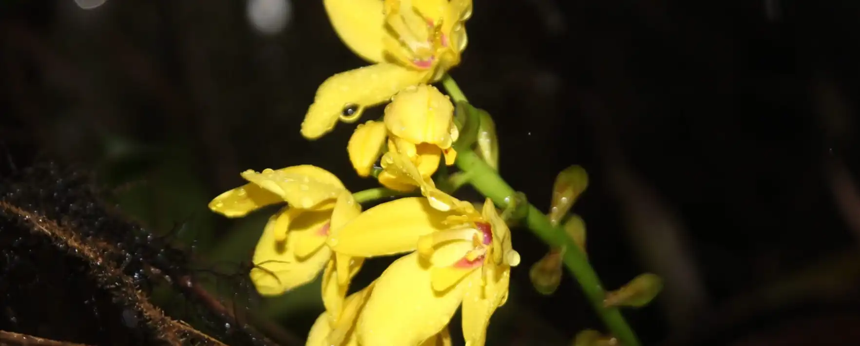 Surga Anggrek Tersembunyi di Jantung Pegunungan Meratus