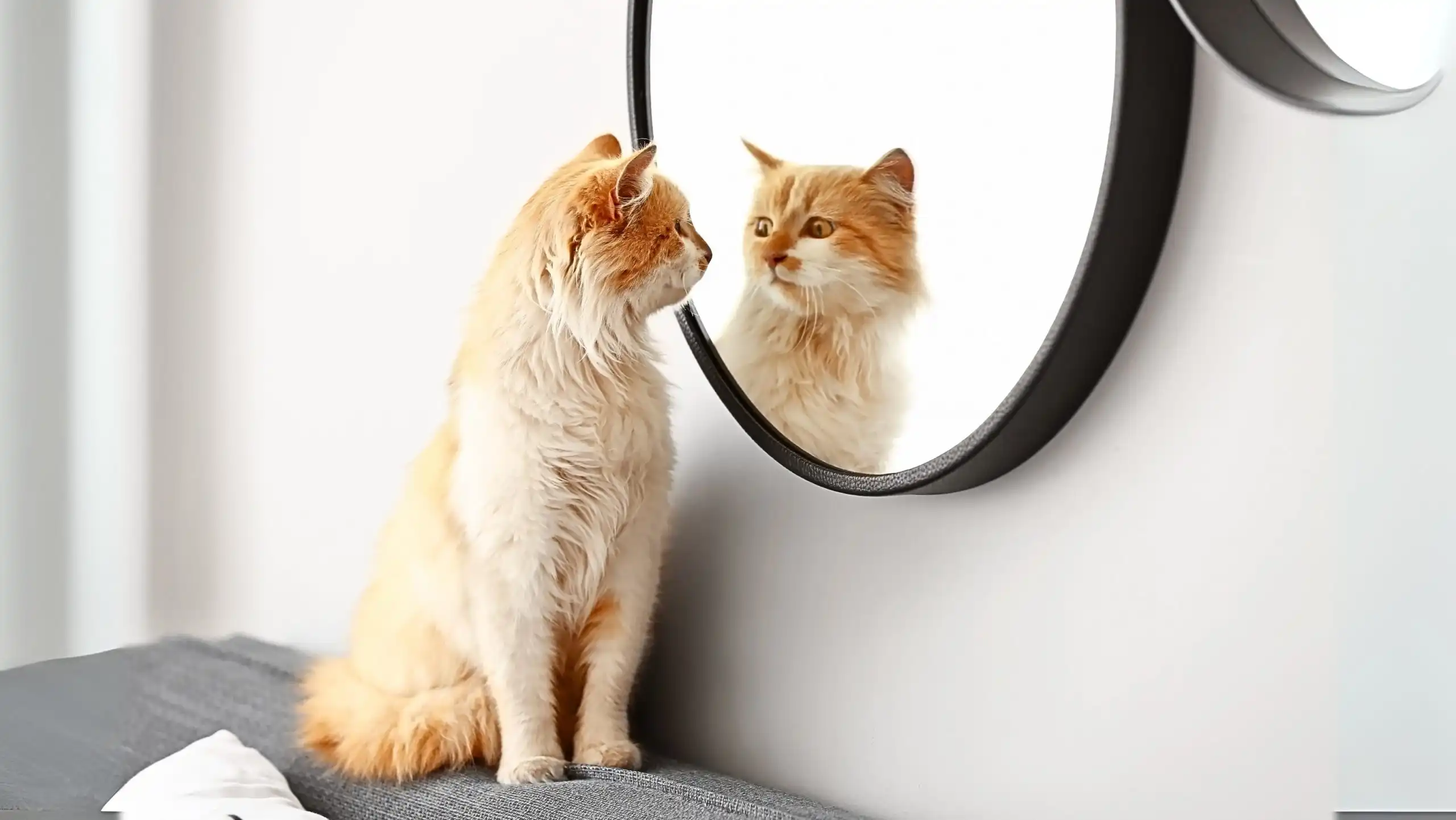 Tangan Kanan Jadi Kiri? Ini Penjelasan Ilmiah Efek Cermin