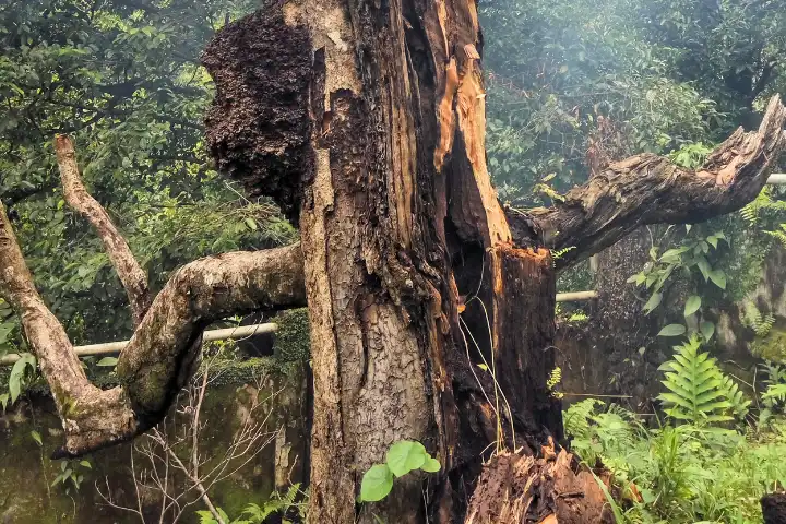 Bagaimana Sebatang Pohon di Ternate Menghancurkan Monopoli Belanda?