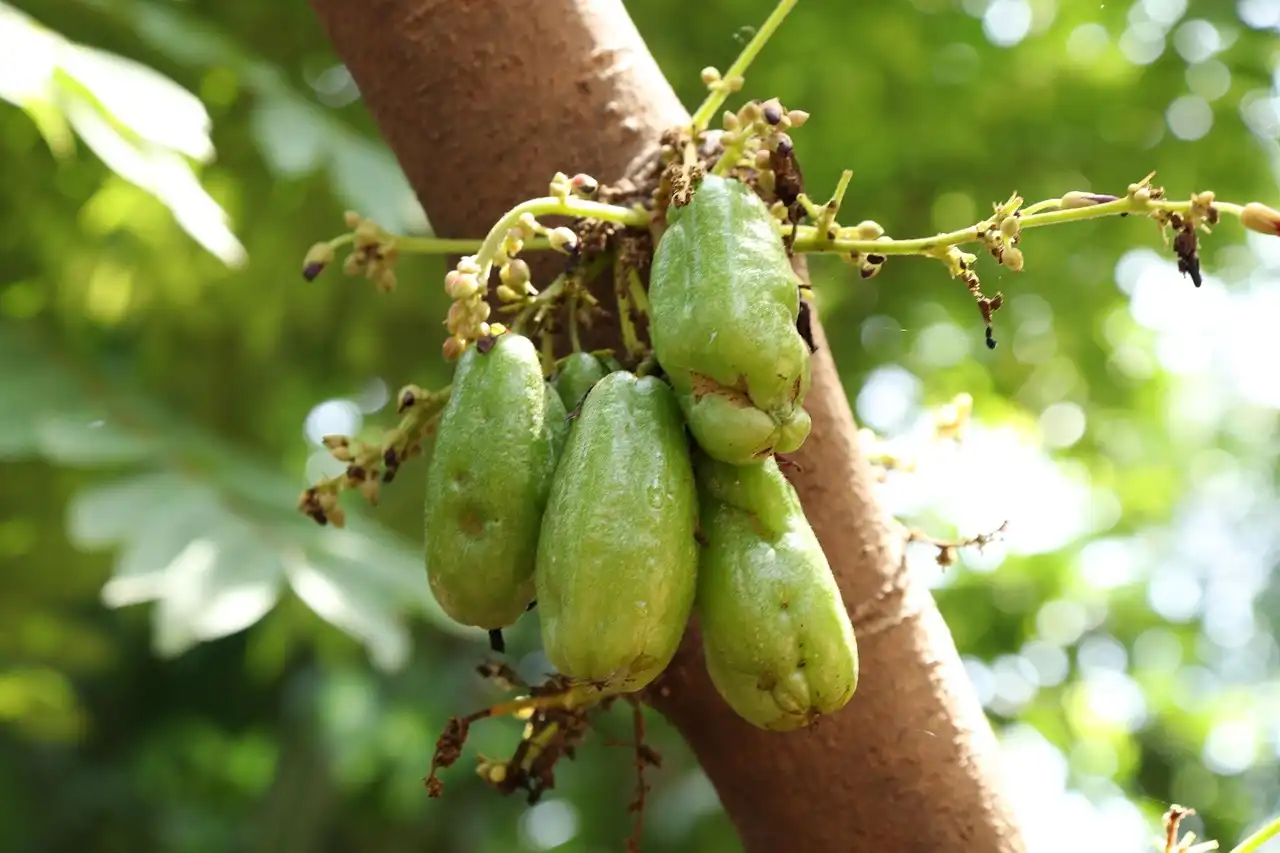 Rahasia Sehat di Balik Rasa Asam Belimbing Wuluh