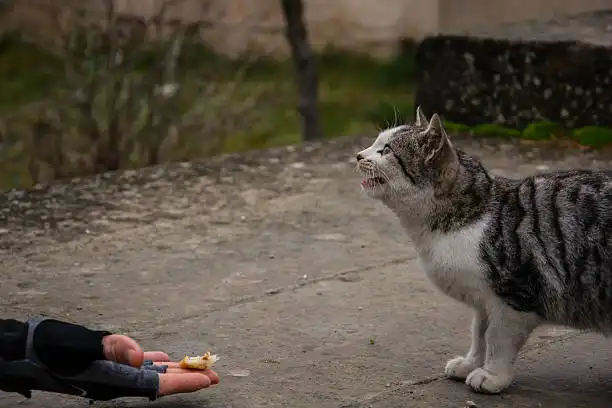 Mengapa Street Feeding Dapat Menjadi Bumerang Lingkungan