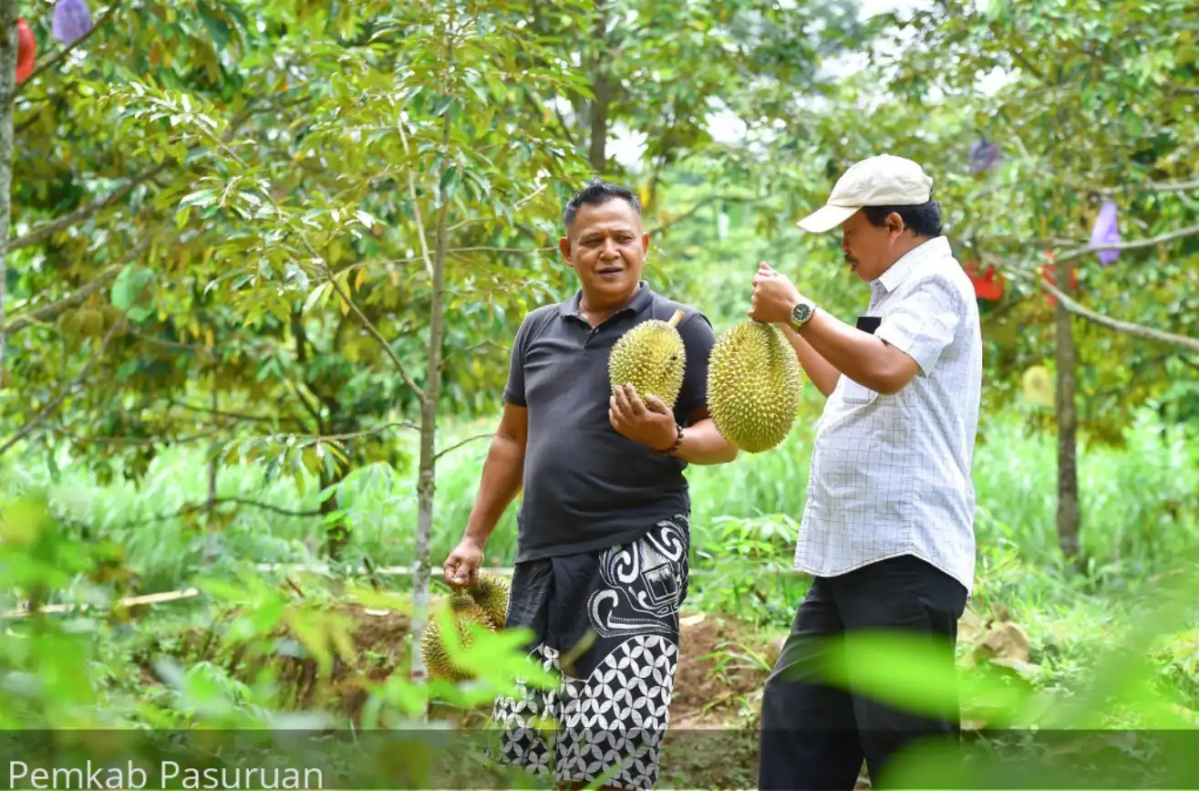 Menjelajahi Kecamatan Lumbang Surga Tersembunyi Bagi Pecinta Durian