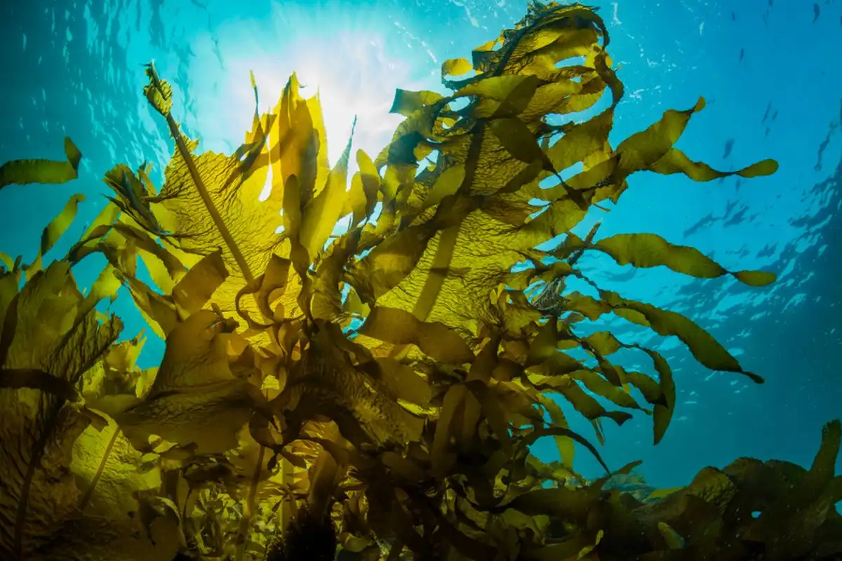 Kenali 3 Tanaman Ajaib Penyerap Karbon Selain Hutan Hujan