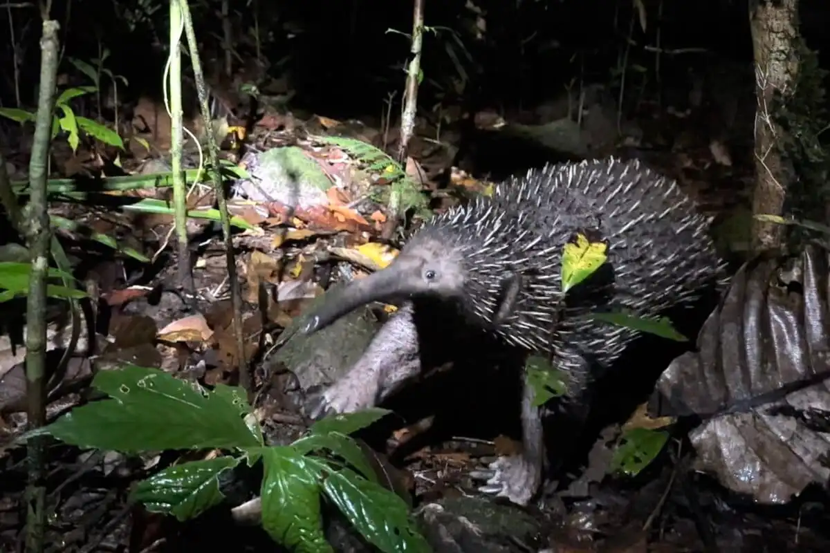 Mengenal Ekidna Mamalia Bertelur Asal Papua