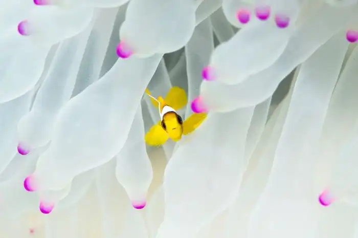 Zona Aman Laut Merah Kini Jadi Kuburan Massal bagi Ikan Badut