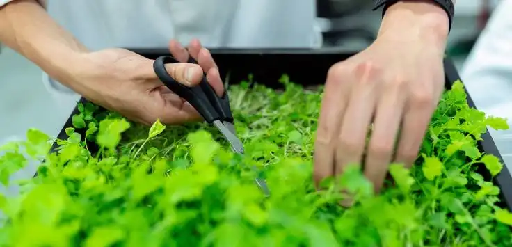 Apa Itu Teknik Pruning pada Tanaman Hidroponik?