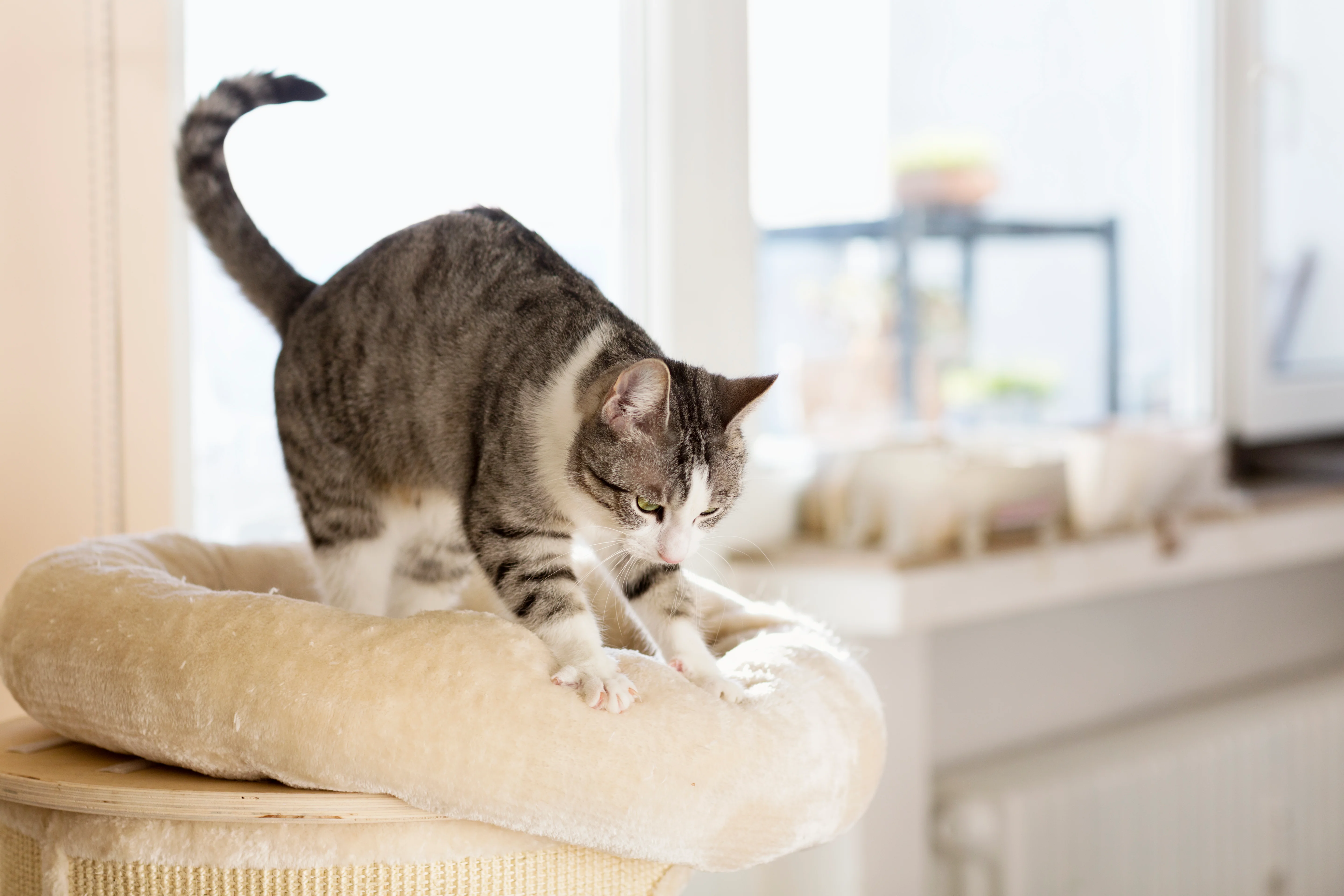 Kucing Bikin Biskuit, Side-Eye Ekspresif Anjing: Tingkah Lucu Hewan yang Ternyata Ada Artinya