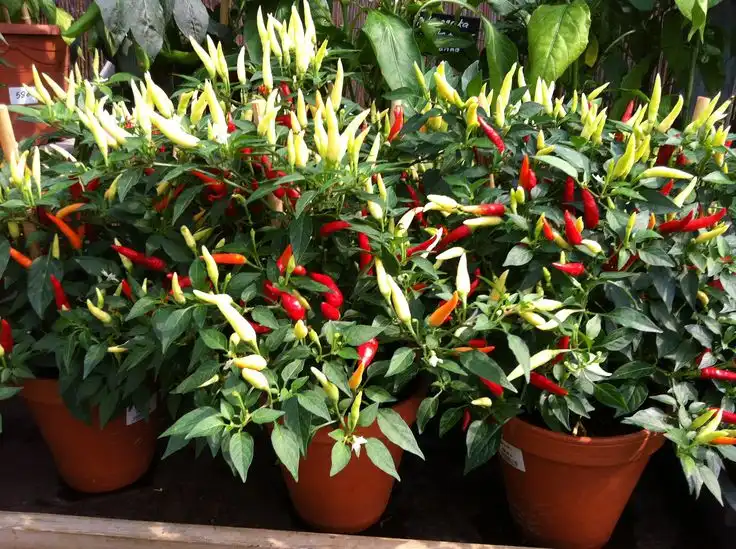 Mau Cabai Hidroponik yang Kokoh? Simak Panduan Topping untuk Petani Urban