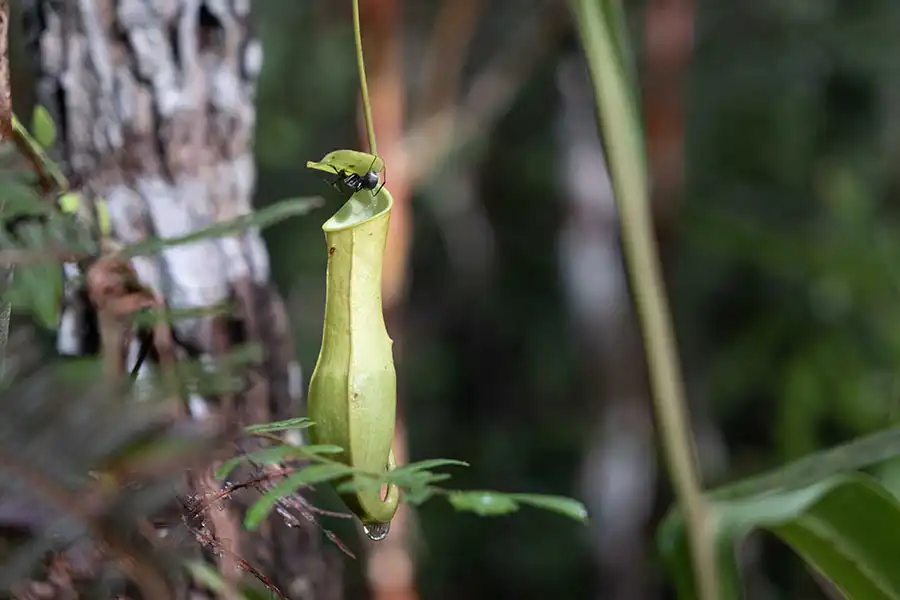 Kantong Semar Hibrida Alami Jadi Penanda Hutan yang Terluka