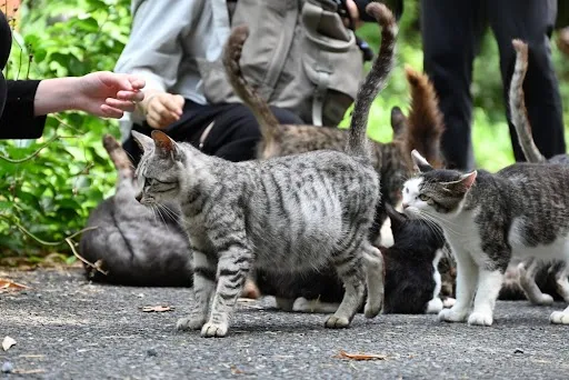 Mengapa Kucing Malah Memilih Orang yang Tidak Mencari Perhatian?