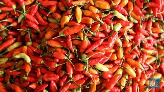 Waduh! Harga Cabai Rawit Tembus Rp50 Ribu, Telur Segini