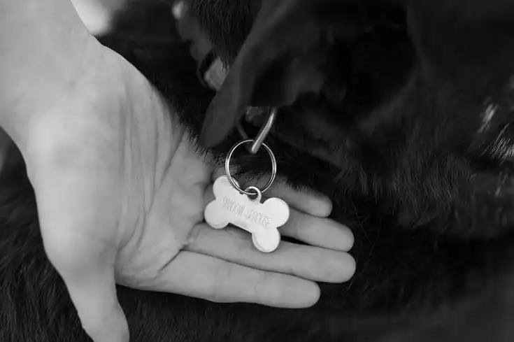 Langkah Perlahan Berdamai dengan Sunyinya Rumah Setelah Anabul Tiada