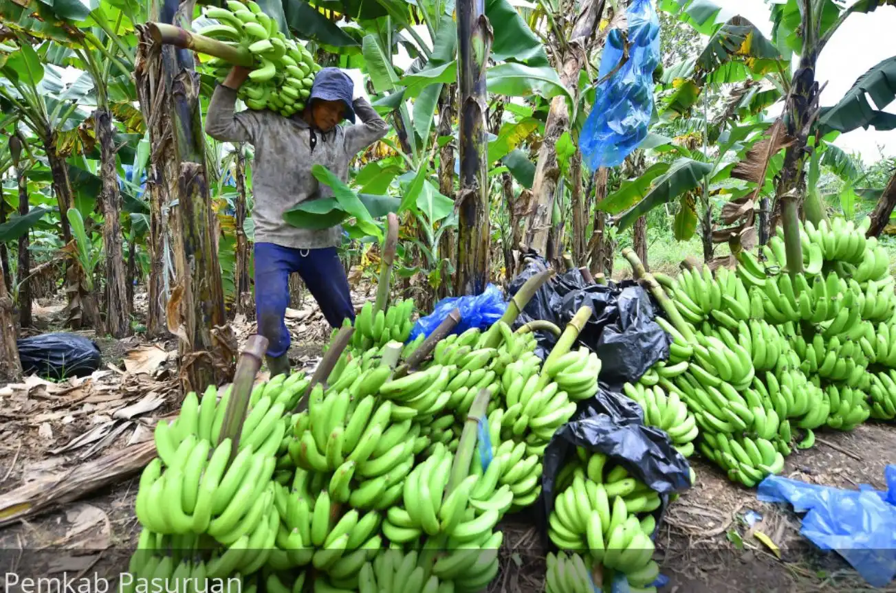 Kisah Sukses Petani Pisang Cavendish Pasuruan yang Banjir Pesanan