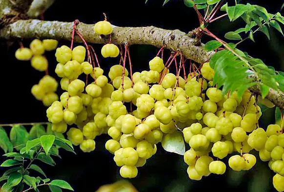 Ternyata Buah Cermai Simpan 7 Manfaat Luar Biasa untuk Tubuh dan Kulit