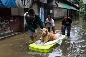 Jangan Tinggal Anak Bulu! Panduan Simpel Evakuasi "Anabul" Saat Banjir