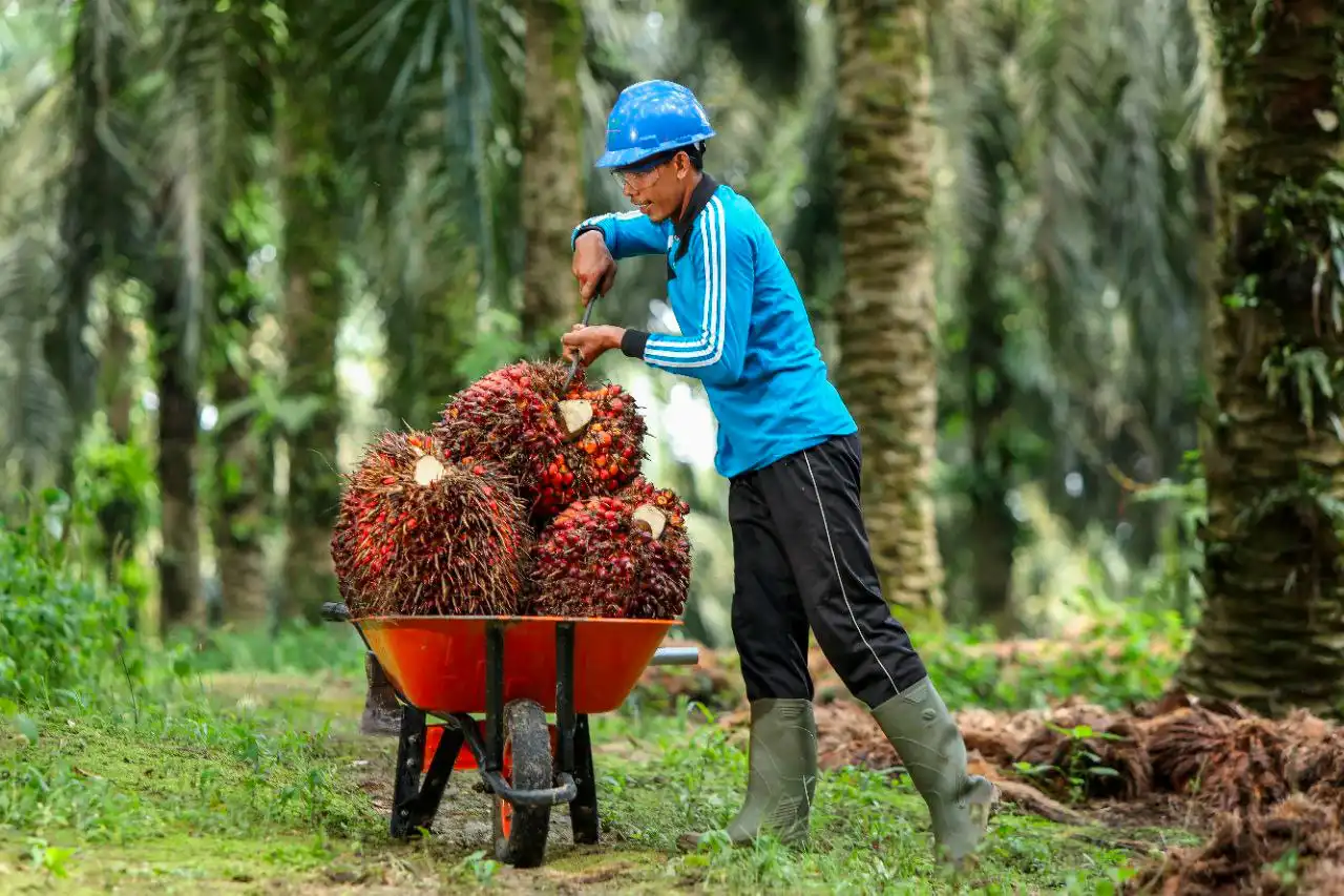 Kerugian Negara: Saat Bisnis Sawit Beroperasi Seperti Warung Kopi