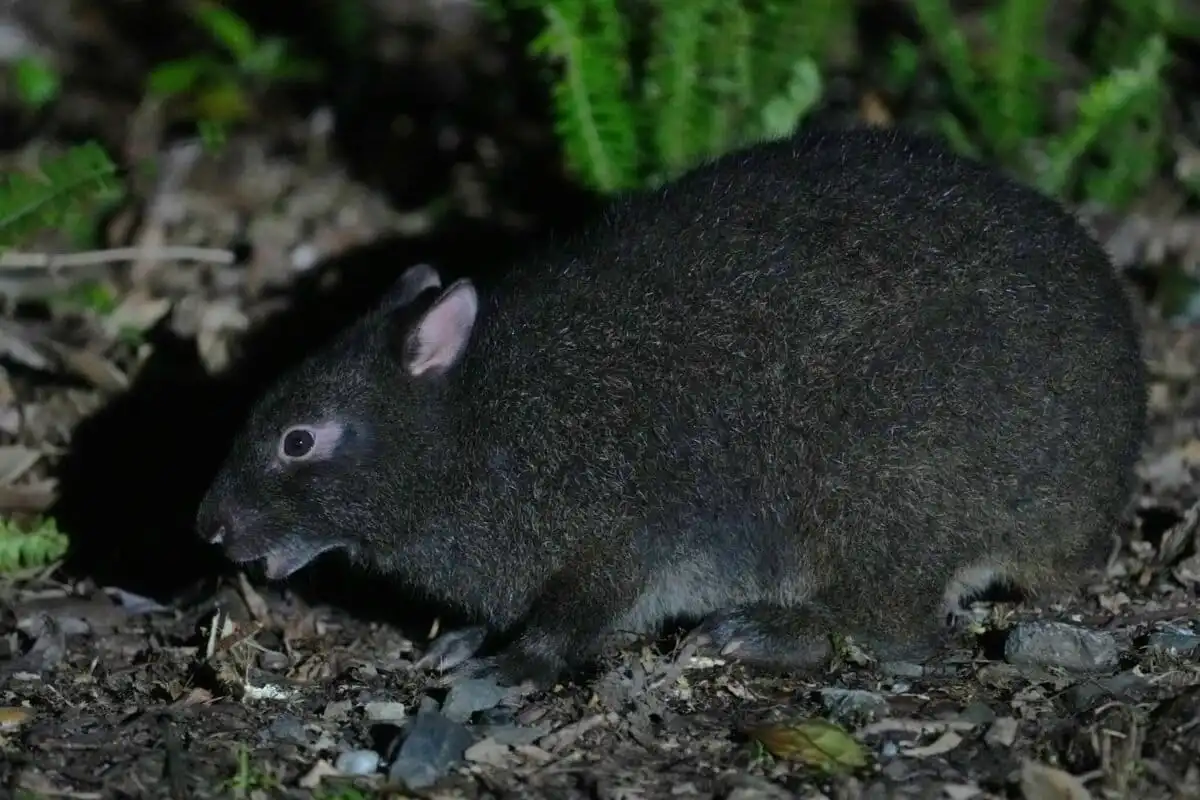 Kelinci Amami Fosil Hidup Langka yang Bertahan Enam Juta Tahun