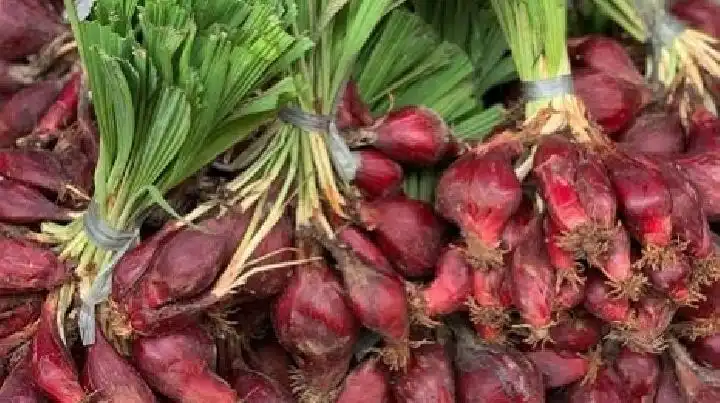 Sulap Rempah Jadi Obat Diabetes: Inovasi Mahasiswa UNAND Buat Bangga!