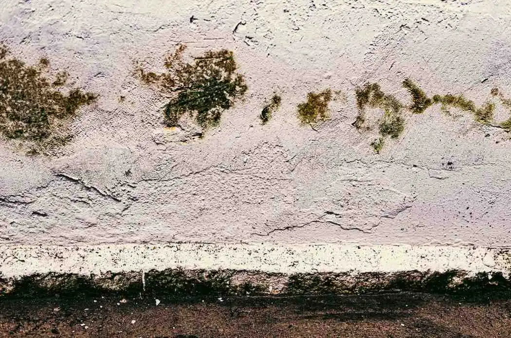 Tembok Rembes dan Berjamur? Segera Lakukan Langkah Ini