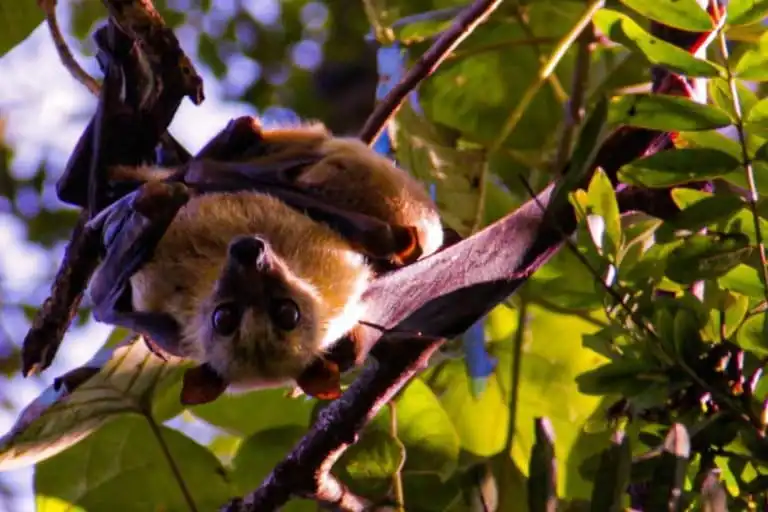 Bahaya Fatal Buah Bekas Gigitan Kelelawar untuk Anak