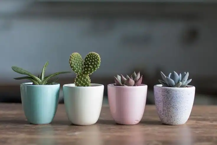 Jangan Hanya Tergoda Motif Lucu: Panduan Memilih Keramik untuk Piring Makan vs Pot Tanaman