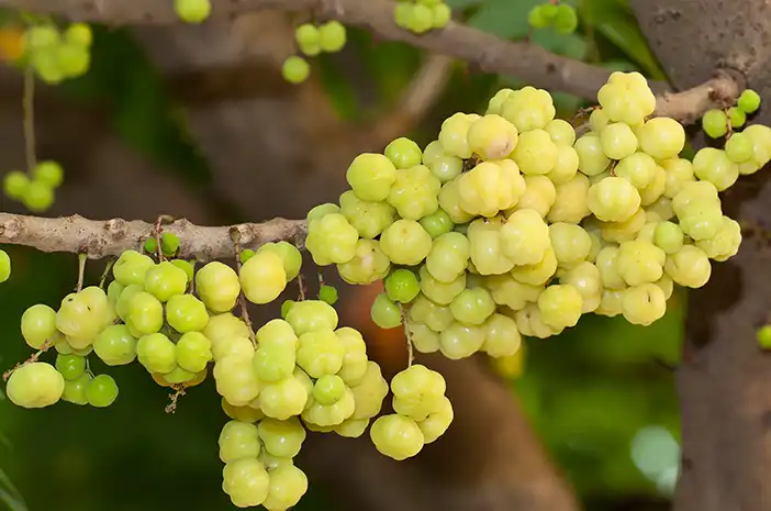 Kenangan Kecut Cermai: Seni Mengolah Buah Sangar Jadi Camilan Nagih