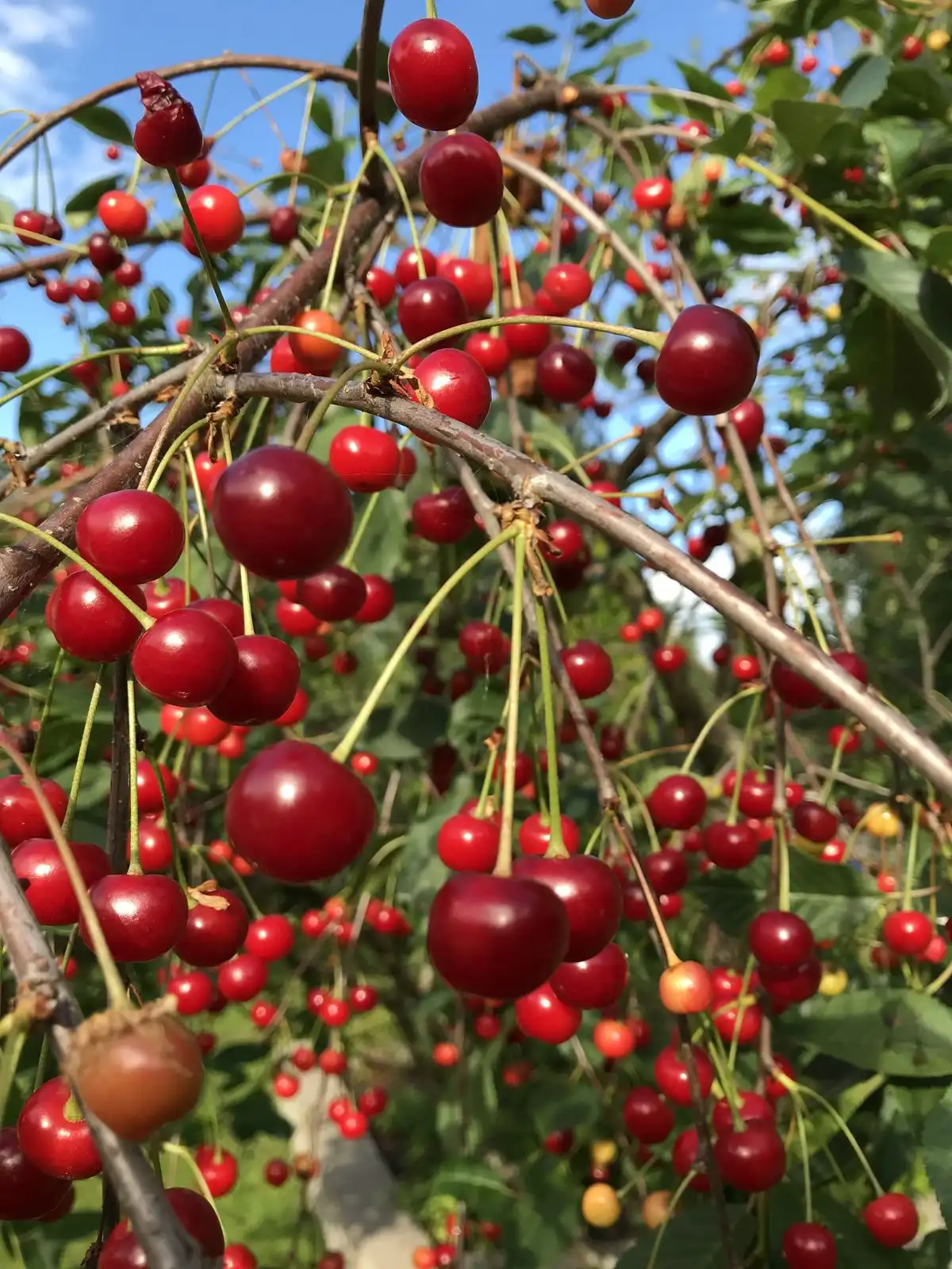 Daftar Tanaman yang Tidak Dapat Tumbuh di Indonesia dan Alasannya