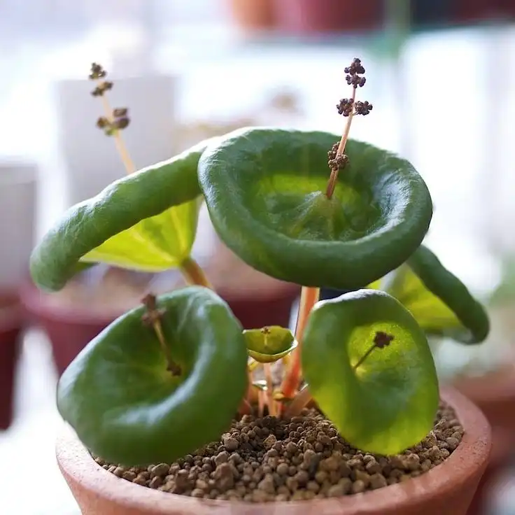 Crassula Umbella, Tanaman Hias Unik Berbentuk Cangkir Anggur yang Memikat Perhatian