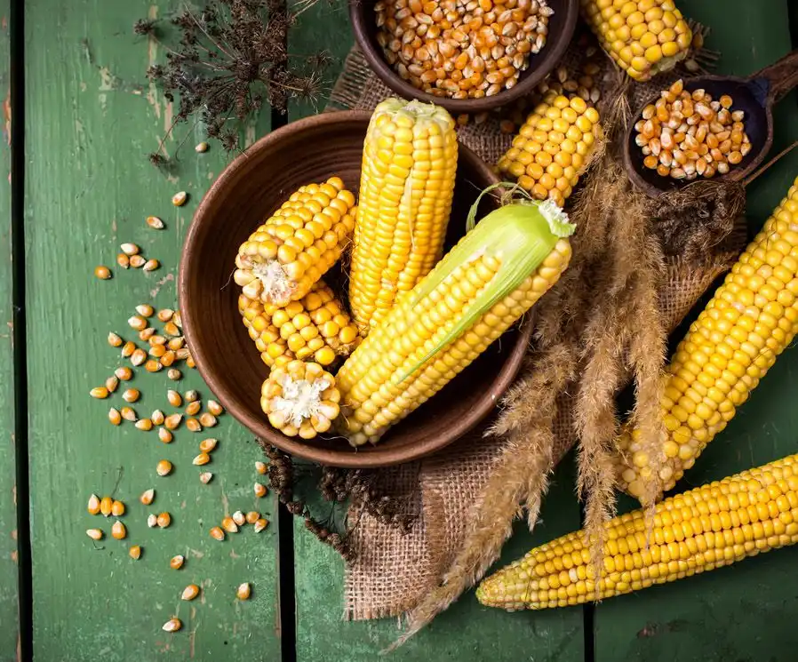 Jagung Bukan Cuma Direbus! Ternyata Bisa Jadi Bahan Bakar hingga Plastik Ramah Lingkungan