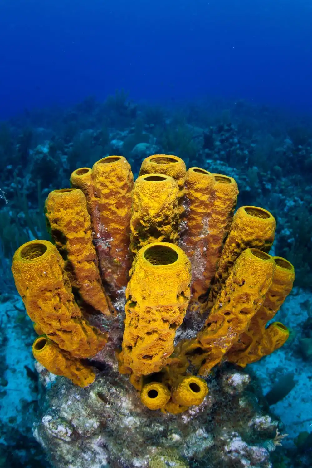 Mengenal Porifera, Spons Laut Misterius yang Beda dari SpongeBob