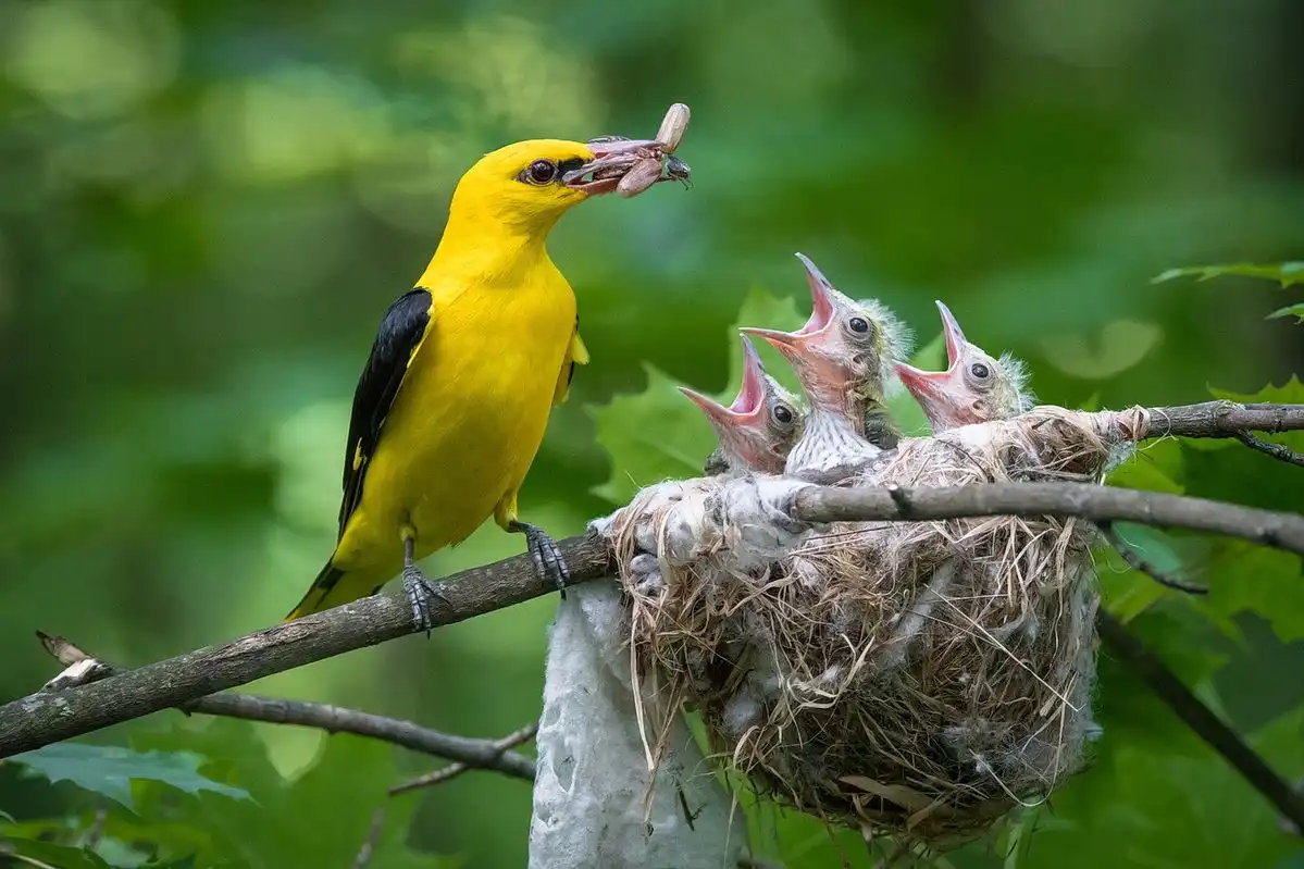Sarang Burung di Pepohonan sebagai Penanda Kehidupan Ekosistem