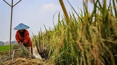 Pemprov Sumut Pastikan Harga Bahan Pokok Tetap Stabil Menjelang Ramadhan