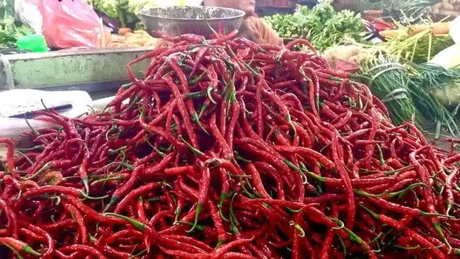 Produksi Cabai Merah Sumut Surplus 21 Ribu Ton, Harga di Tingkat Petani Anjlok