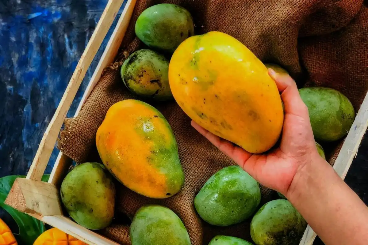 Cara Memilih Mangga yang Manis Tanpa Harus Membelahnya, Mudah dan Praktis