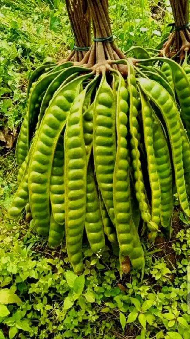 Petai Antara Kenikmatan Surgawi dan Teror Kamar Mandi