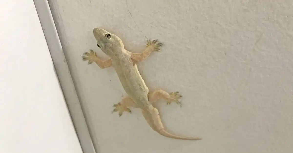 Mengapa Cicak Bisa Berjalan di Dinding Tanpa Jatuh?