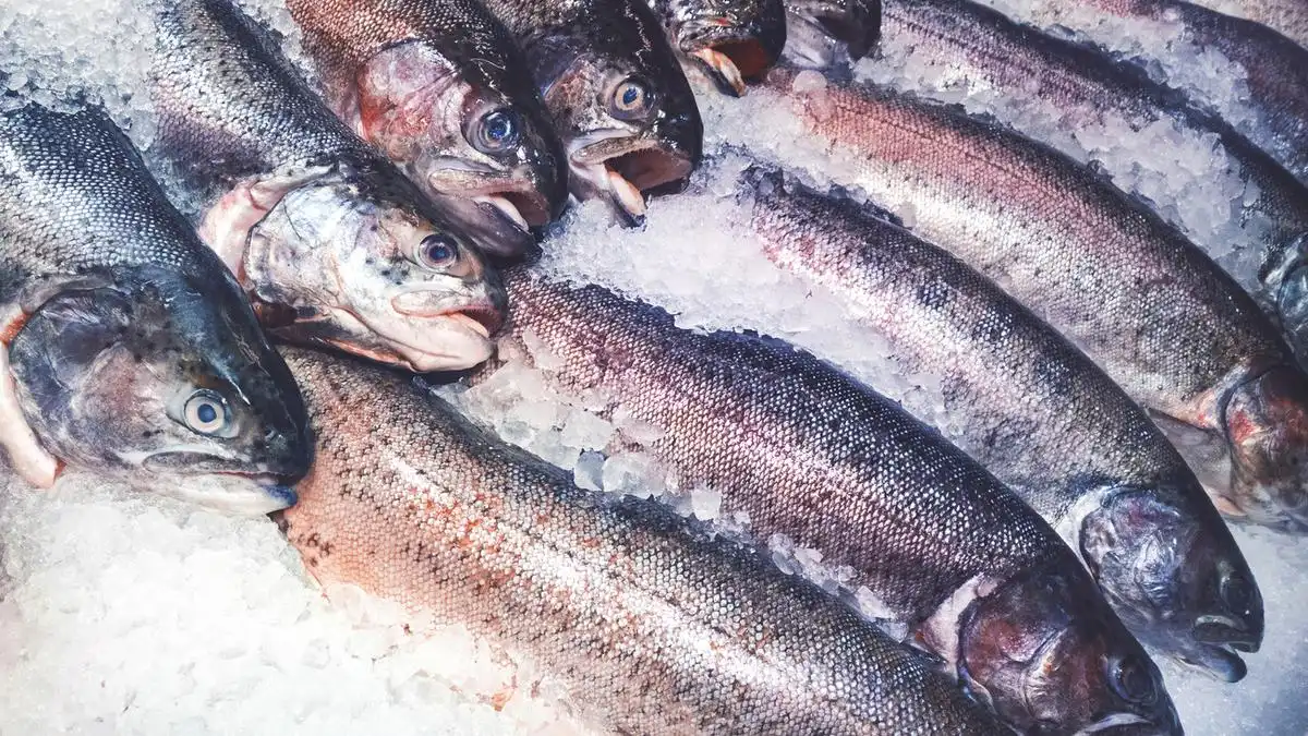 Waspada Ikan Berformalin! Simak Cara Memilih Ikan yang Benar